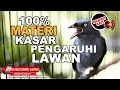 Download Lagu 🔴 Masteran Burung JUARA❗️Srigunting Abu Abu Gacor Full Materi Tembakan Kasar Pengaruhi Mental Lawan