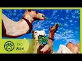 Download Libyan Sahara Water from the Desert - The Secrets of Nature mp4 3gp mp3 videos - waplic