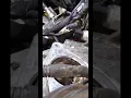 2016 Chevy Cruze DTC P06DE Engine Loss of Oil Pressure Circuit Stuck On