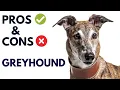 Lagu Greyhound Dog Pros and Cons | Greyhound Advantages and Disadvantages #AnimalPlatoon