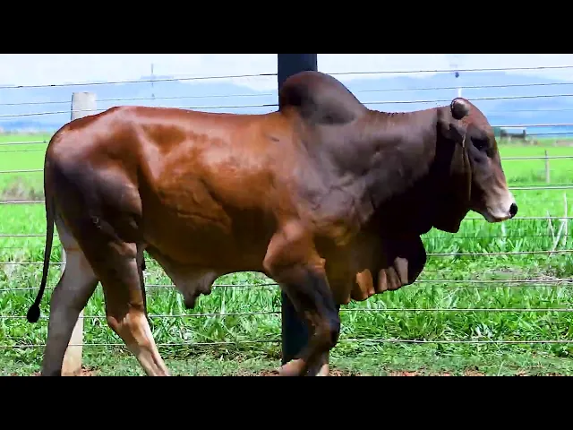 Touro Sindi HLcS - 543