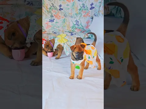 Puppy tea party?…. Yes please!