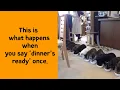 Download Lagu 50 Cats Who Look Like They’re Starring In Their Own Sitcom