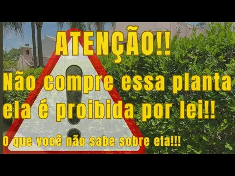 Vídeo do YouTube