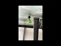 Monarch Butterfly Caterpillar Shedding Its Exoskeleton
