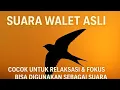 Lagu 🔊 Suara Walet Asli Menenangkan • Cocok untuk Relaksasi \u0026 Daya Tarik Walet