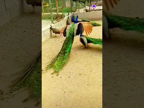 Lovely Peacock Video #peacock #vibrantbirds