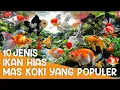 Download Lagu 10 JENIS IKAN HIAS MAS KOKI YANG POPULER #faktahewan #ikanhiasairtawar #ikanmaskoki