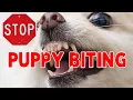 How to STOP Puppy Biting - 5 EASY STEPS