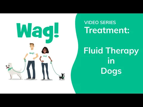can dogs get iv fluids