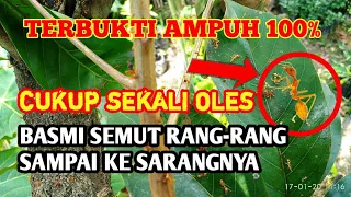 Download TERBUKTI !!! Cara Paling Ampuh Membasmi Semut Rangrang/Angkrang Sampai ke Sarangnya - AgroPark MP3