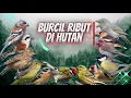 Download Lagu BURCIL di Alam Liar Untuk Masteran dan Pikat  Suara Burung Kecil Ribut di Hutan