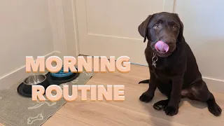 LABRADOR PUPPY S MORNING ROUTINE