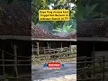 Download Lagu TIBA TIBA RINDU AKAN MASA KECIL DULU.#shorts#shortvideo#shortsviral#mrbeast#pedesaan