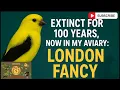 Download Lagu 100 jaar uitgestorven, nu in mijn volière: London Fancy, mijn nieuwe obsessie