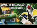 Download Lagu Kombinasi Tembakan Kasar, Rapat Dan Tajam Untuk Masteran Burung Lomba 🔥