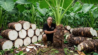 Harvesting giant wild taro | Transforming a highly irritating plant into animal feed and herbal tea.