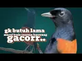 Lagu murai batu gacor AMPUH BUAT PANCINGAN MURAI BATU IKUT BUNYI III 100%  gacor