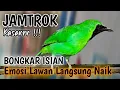 Cucak ijo gacor panjang Cuit Cuit EMOSI, Pancingan cucak ijo Belajar Bunyi, terapi AMPUH