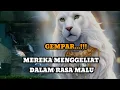 Download Lagu JIWA TERPILIH _ MEREKA MENGGELIAT DALAM RASA MALU