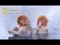 Save Baby Japanese Macaque from the Intruder National Geographic