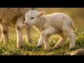 Springtime - From Rolling Hills to Ocean Waves : Peaceful Contemporary Piano with Epic Vibes