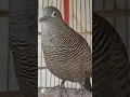 Download Lagu Burung tekukur lokal punya suara topcer yang jernih untuk umpan yang langsung bereaksi #shorts