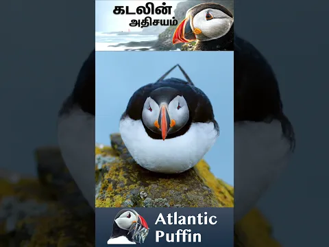 Atlantic Puffin – கடலின் அதிசயப் பறவை | Amazing Facts About Puffins 🐧🌊