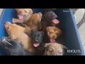 Momma dog 11 puppies found abandoned in Texas heat and humidity Houston SPCA says