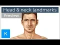 Surface anatomy landmarks of the head and neck - Human Anatomy Kenhub