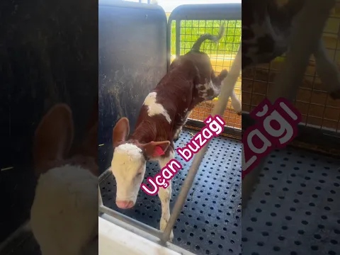 Sütü görünce uçtu