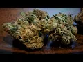 Sour Diesel Strain Review