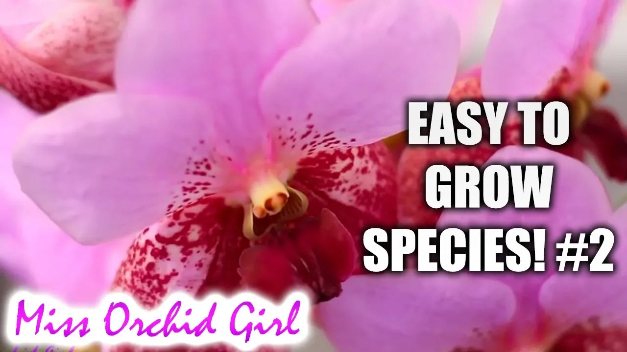 ORCHID SPECIES FOR BEGINNERS (EASY TO CARE FOR!) #2 ONCIDIUM, VANDA, CATTLEYA & MORE!