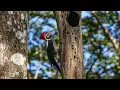 Download Lagu Lineated Woodpecker drumming.