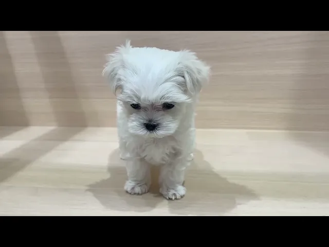 動画