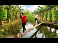 Lagu How To Harvesting 1000+Kg Many Wild Banana Go to Market Sell | Pure Harvest Life
