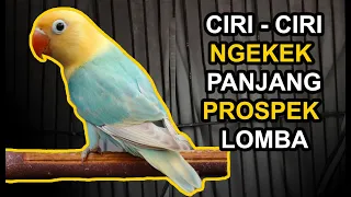 Download 13 Ciri Lovebird NGEKEK PANJANG dan PROSPEK LOMBA MP3