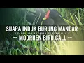 Download Lagu SUARA PANGGILAN BURUNG MANDAR KEPALA MERAH