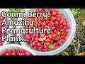 Goumi:  Superfruit Planting Considerations