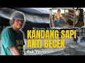 Kandang Sapi Anti Becek PAK YATNO