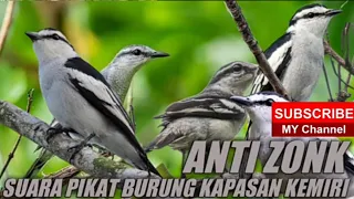 suara pikat burung kapasan kemiri anti zonk