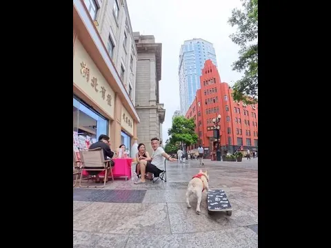 Too few spectators for the dog skateboarder, so they went on strike!