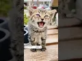 Download Lagu #cat #cats #instagram #odiasong #pet #cute #meow #dog #catoftheday #animal #cutecat
