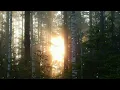 Birch Morning 🌿 2 Hours Healing Piano for Sleep, Study & Relaxation