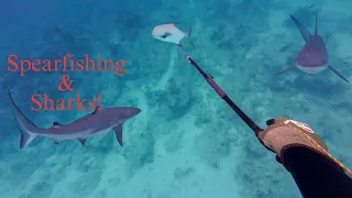 Spearfishing Permit & Shark Dive Danger (Day 21/100 Day Water World Challenge)