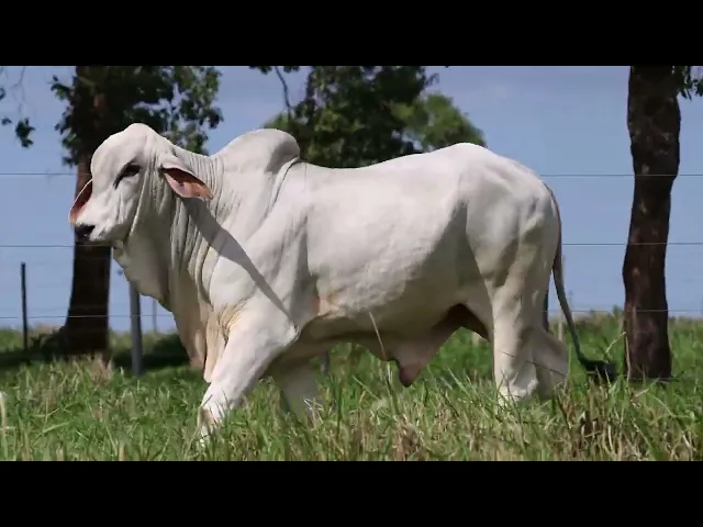 Touro Tabapuã TTAR - 623