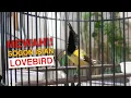 Lagu Suara Burung Sogon Isian Lovebird Ngekek | LESBY | PWP Gombong