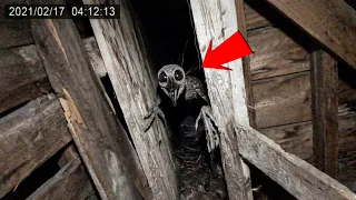 30 Mysterious Creatures Ever Seen in Appalachia