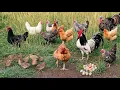 Peaceful Farm Life in the Countryside - Free-Range Chickens Quail Fresh Eggs