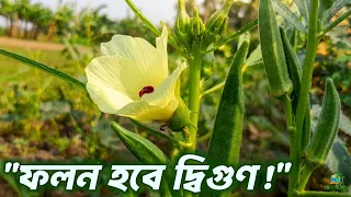 ঢেঁড়স চাষ | ঢেঁড়স চাষে সমস্যা থেকে মুক্তির সহজ উপায় | ঢেঁড়স চাষ পদ্ধতি